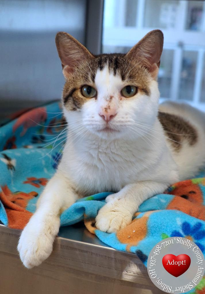 Malek, a Adoptable mixed breed in Sidney, OH image 1/5