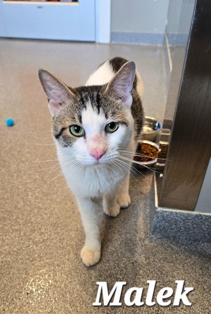 Malek, a Adoptable mixed breed in Sidney, OH image 2/5
