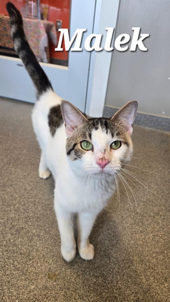 Malek, a Adoptable mixed breed in Sidney, OH image 3/5