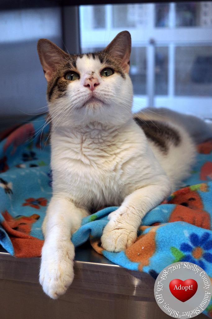 Malek, a Adoptable mixed breed in Sidney, OH image 4/5