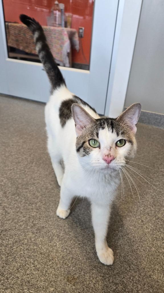 Malek, a Adoptable mixed breed in Sidney, OH image 5/5