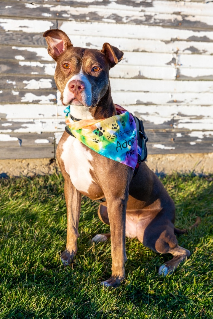 Reba, a Adoptable mixed breed in Allen Park, MI image 1/5