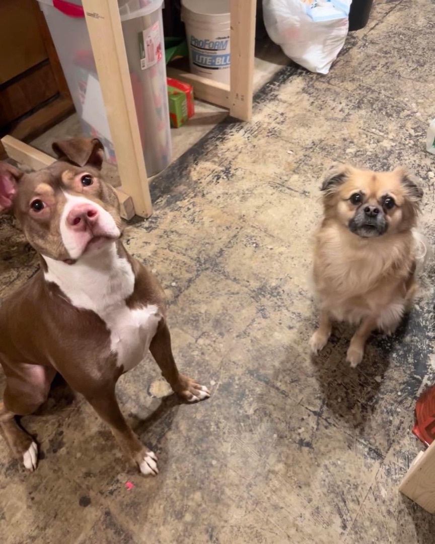 Reba, a Adoptable mixed breed in Allen Park, MI image 2/5