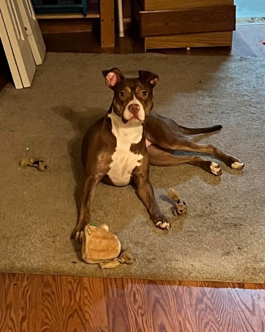 Reba, a Adoptable mixed breed in Allen Park, MI image 3/5