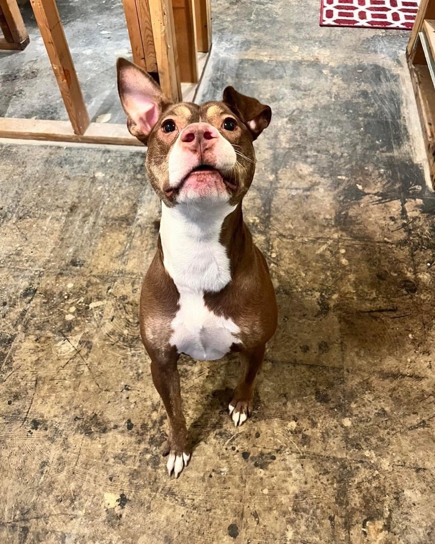 Reba, a Adoptable mixed breed in Allen Park, MI image 4/5