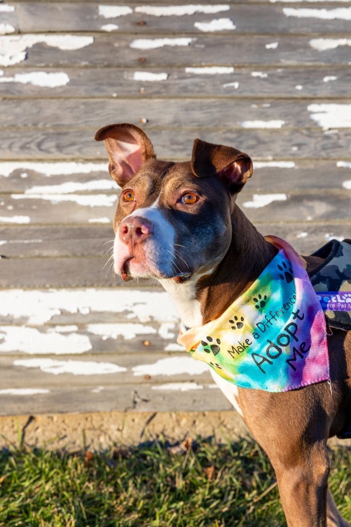 Reba, a Adoptable mixed breed in Allen Park, MI image 5/5