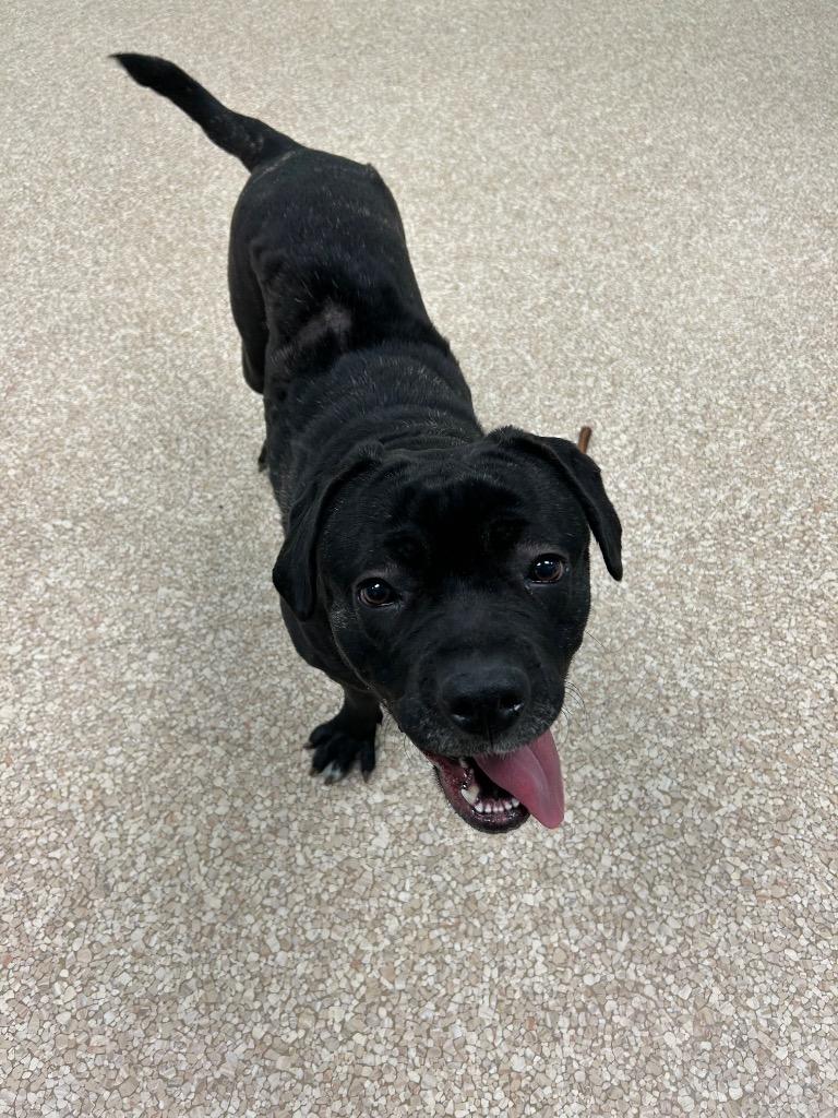 Enlarge Cracklewood, a Adoptable mixed breed in Utica, MI image 5/6