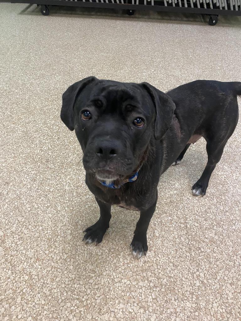 Enlarge Cracklewood, a Adoptable mixed breed in Utica, MI image 6/6