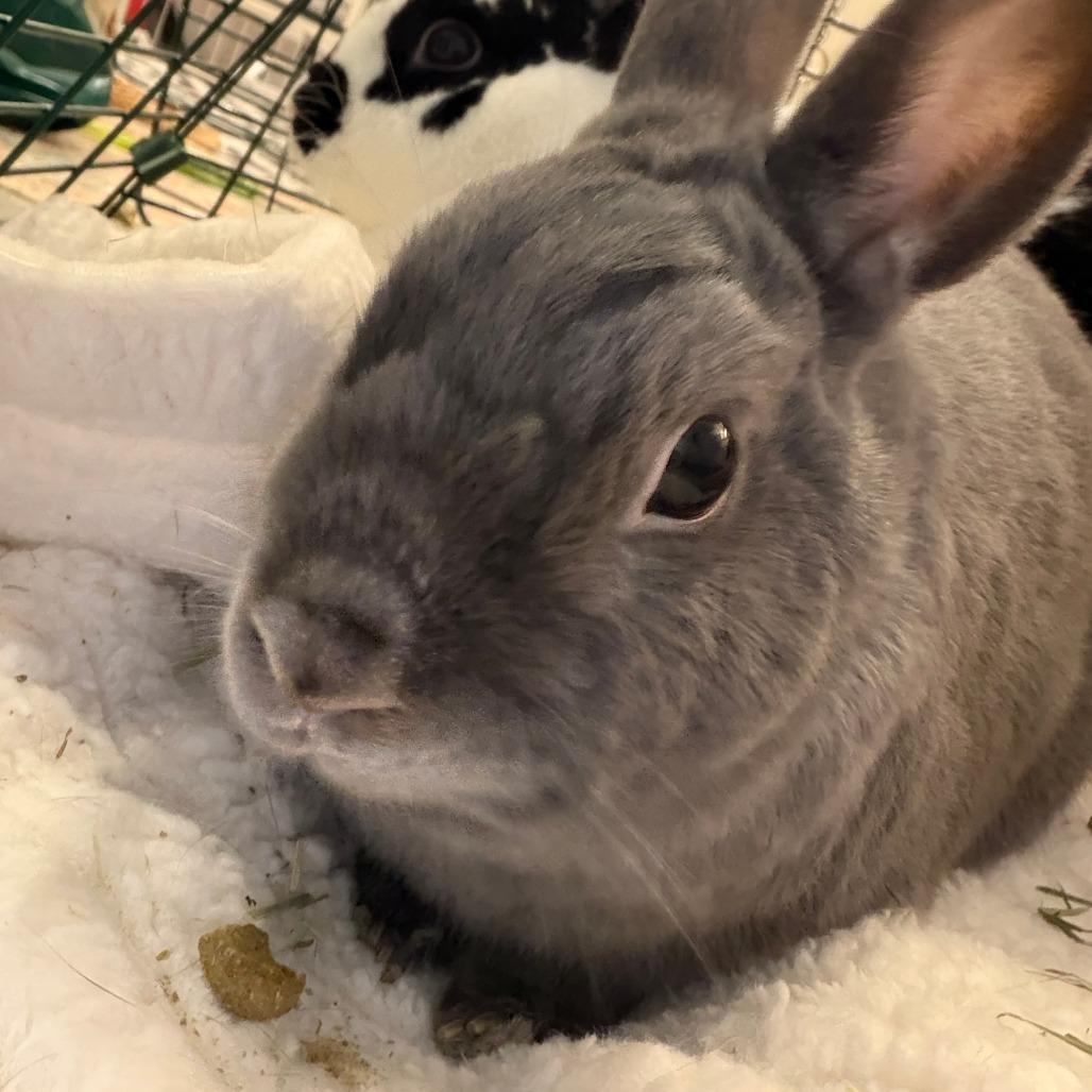 Enlarge Buns (bonded with Nelly), a Adoptable Netherland Dwarf in Portland, OR image 5/6