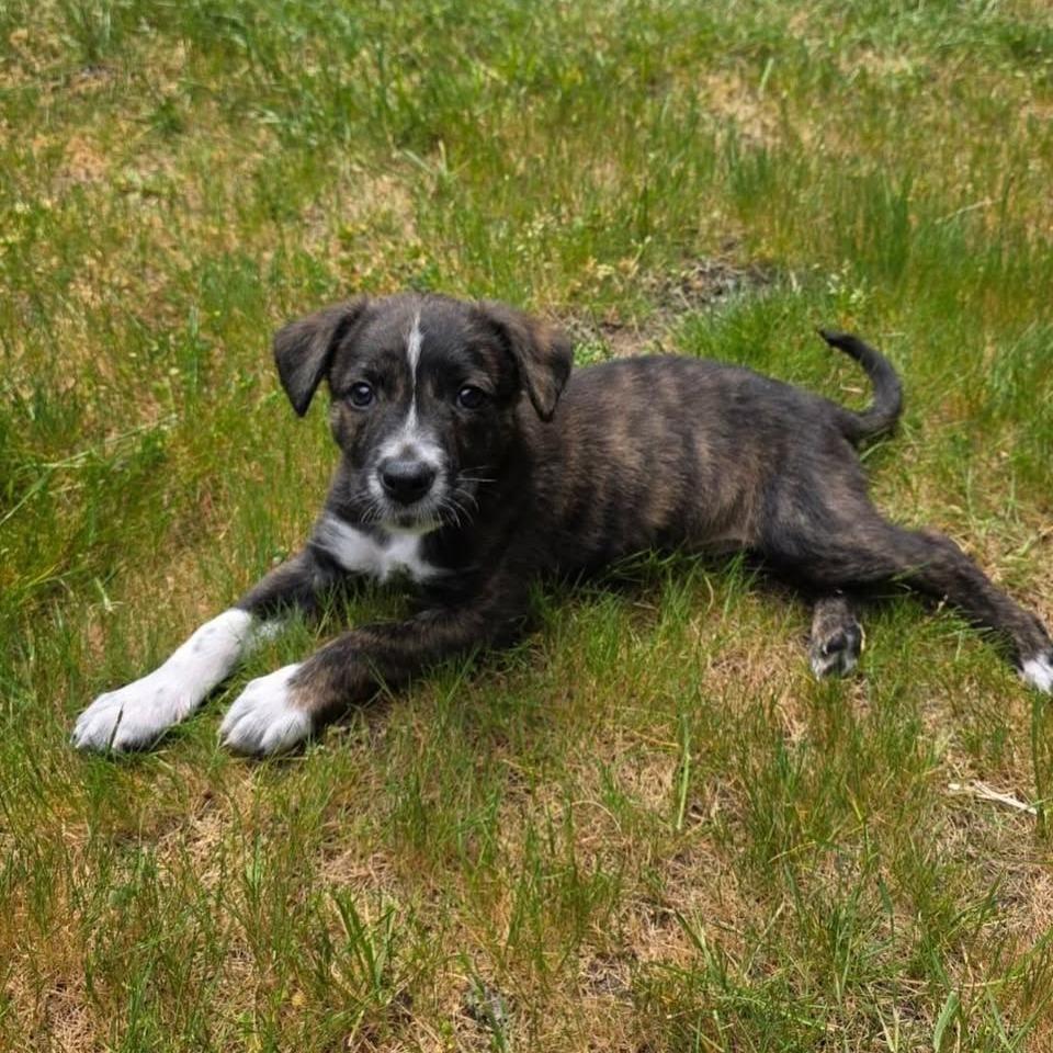 Enlarge Opalite, a Adoptable mixed breed in Tacoma, WA image 1/6