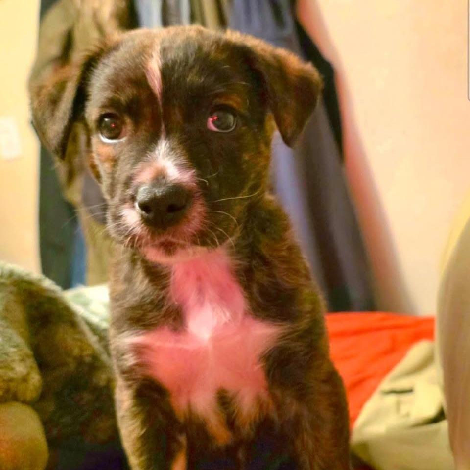 Enlarge Opalite, a Adoptable mixed breed in Tacoma, WA image 2/6