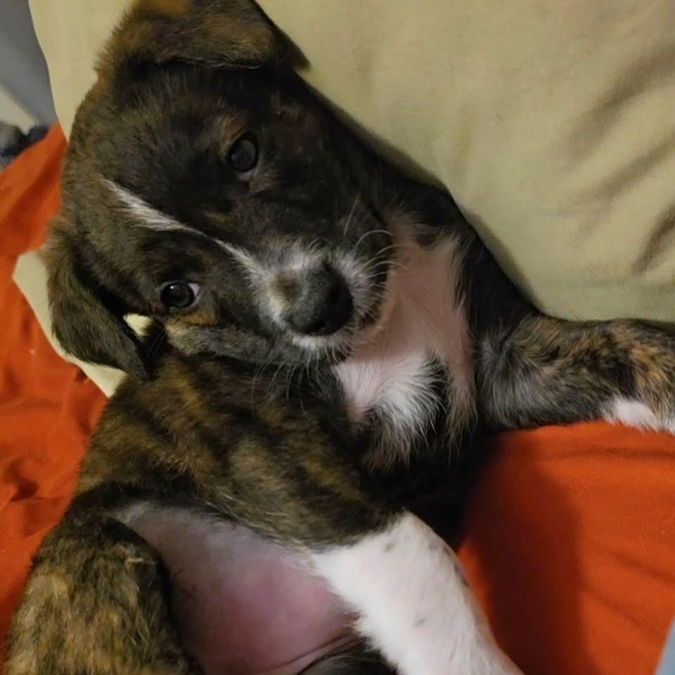 Enlarge Opalite, a Adoptable mixed breed in Tacoma, WA image 3/6