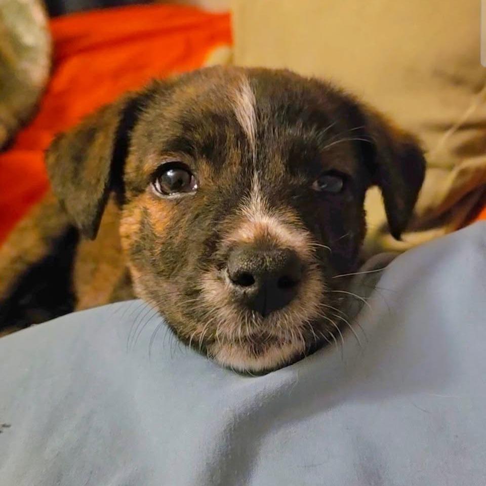 Enlarge Opalite, a Adoptable mixed breed in Tacoma, WA image 4/6
