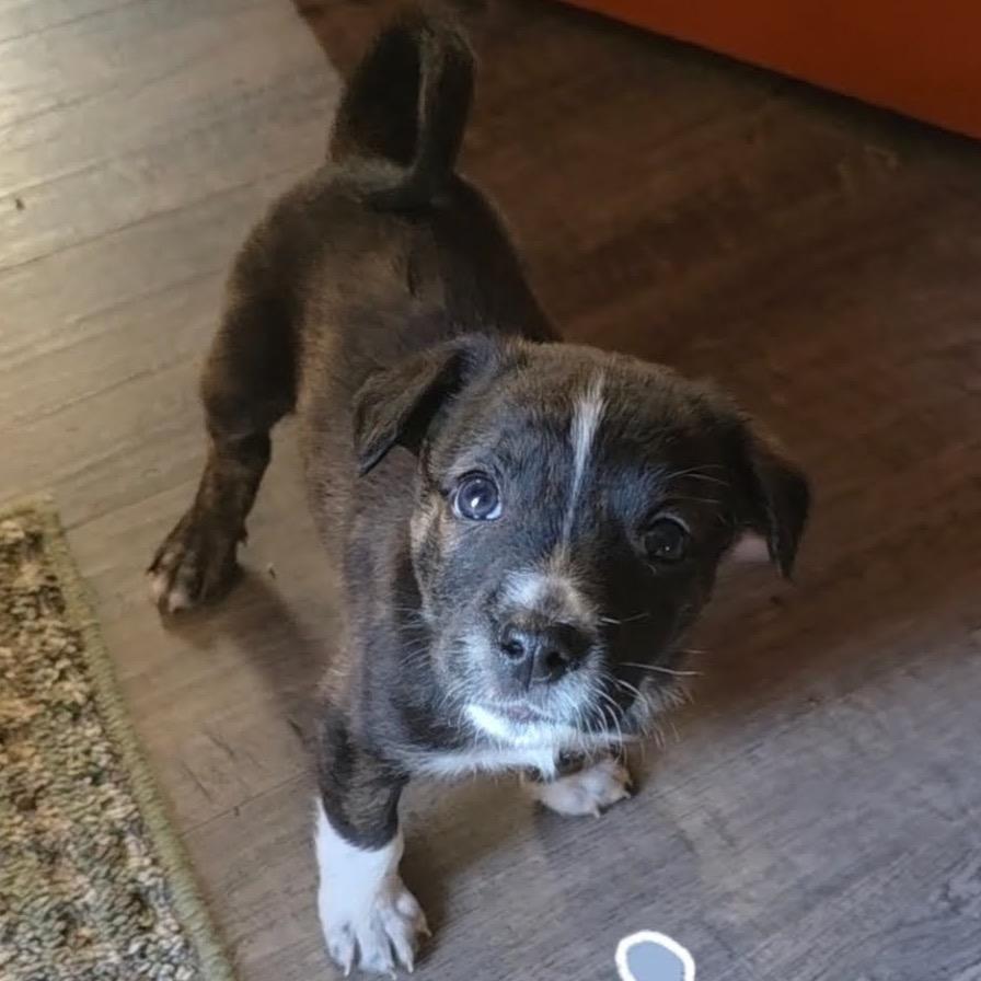 Enlarge Opalite, a Adoptable mixed breed in Tacoma, WA image 5/6