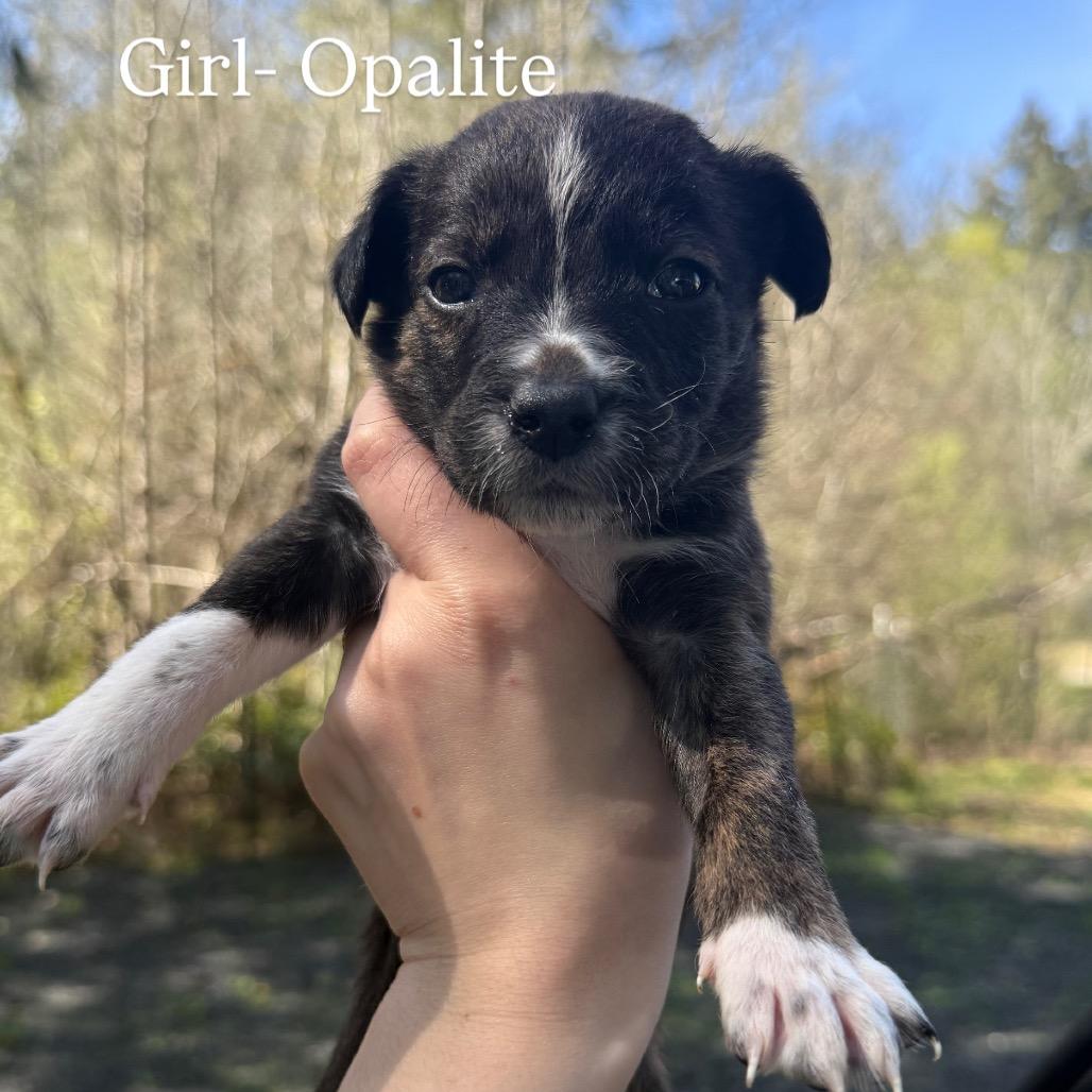 Enlarge Opalite, a Adoptable mixed breed in Tacoma, WA image 6/6