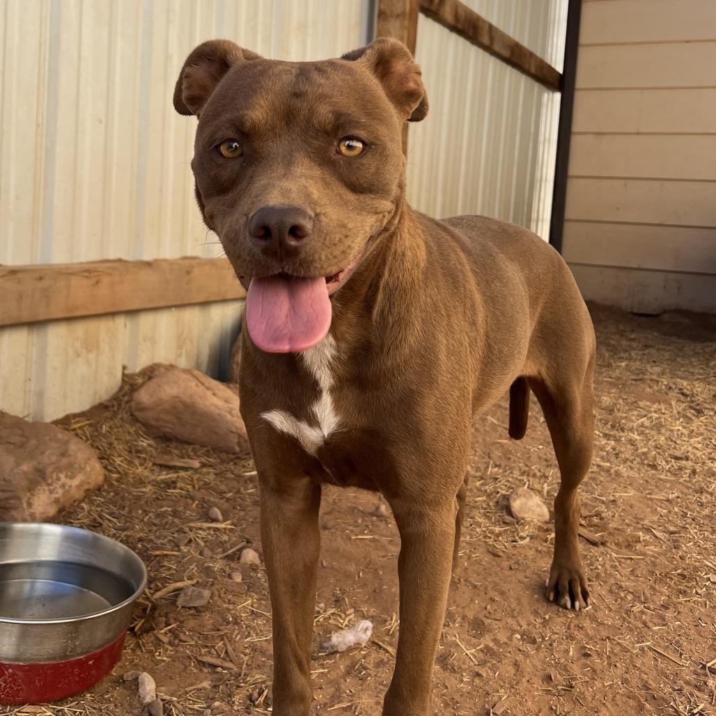 Enlarge Tequila, a Adoptable Mixed Breed in Moab, UT image 1/6