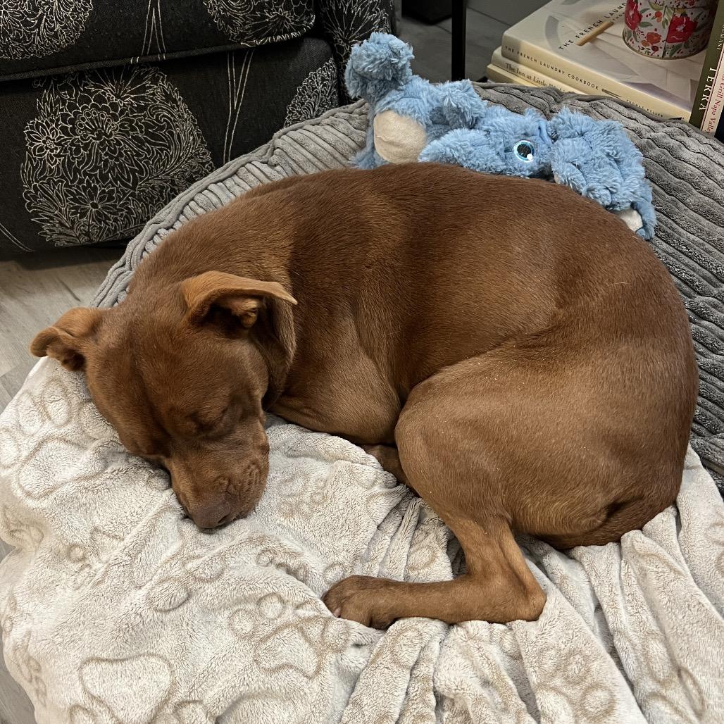 Enlarge Tequila, a Adoptable Mixed Breed in Moab, UT image 3/6