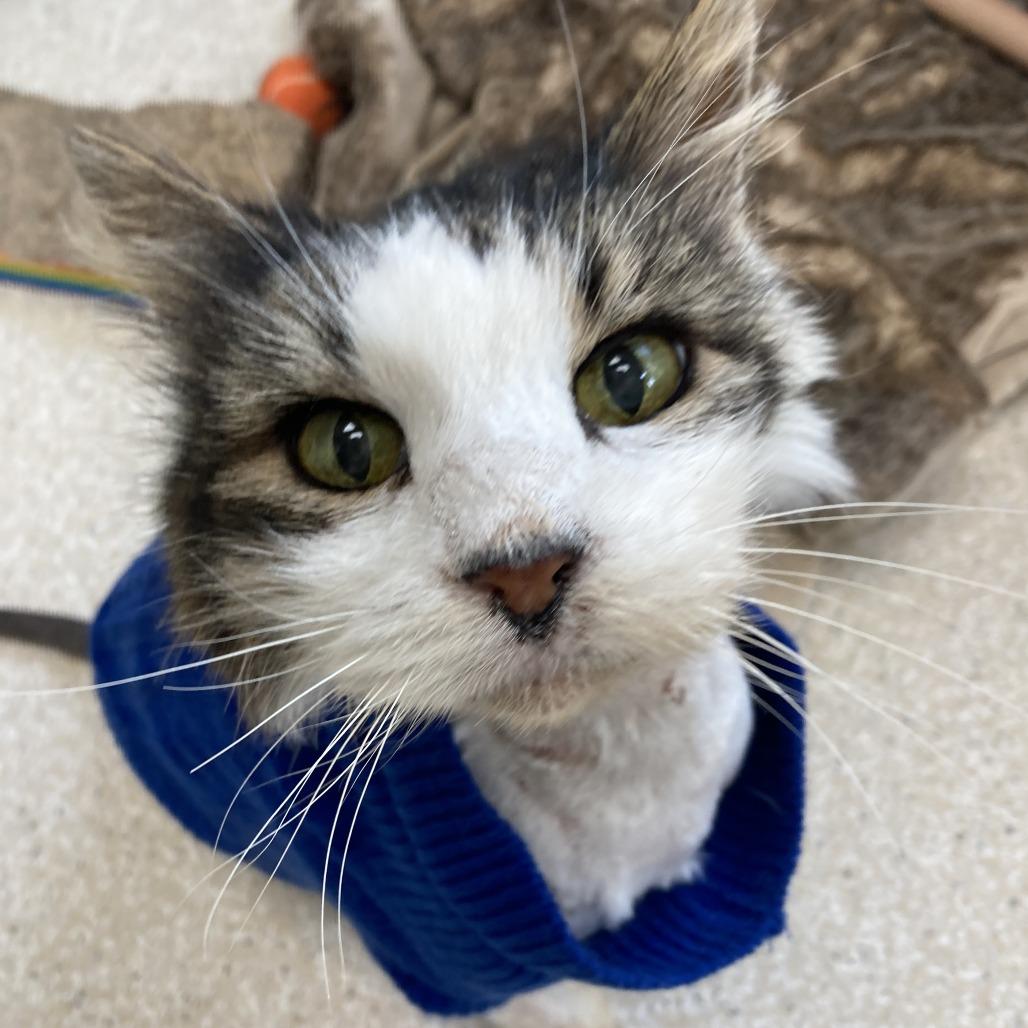 Enlarge Echo, a Adoptable Domestic Long Hair in St. Helena, CA image 5/6