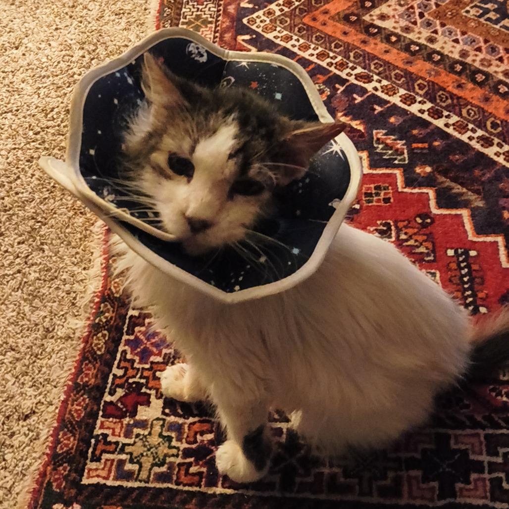 Enlarge Echo, a Adoptable Domestic Long Hair in St. Helena, CA image 6/6