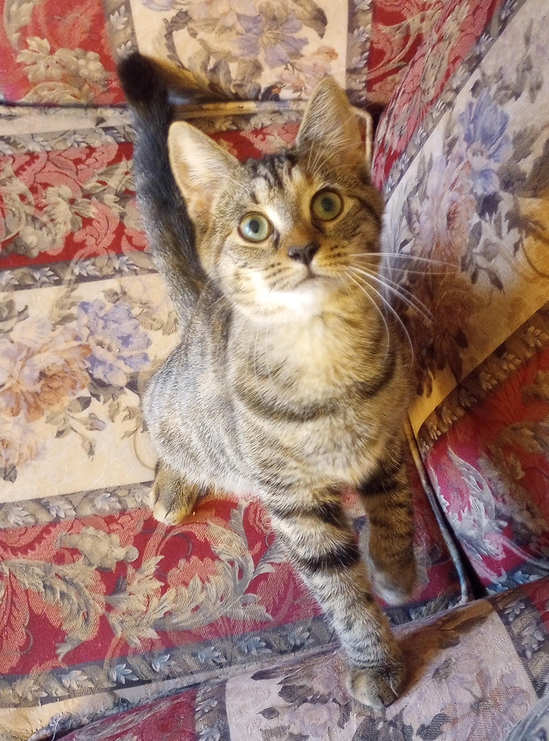 Enlarge Lady Bug, a Adopted Domestic Short Hair in Woodbridge, NJ image 1/4