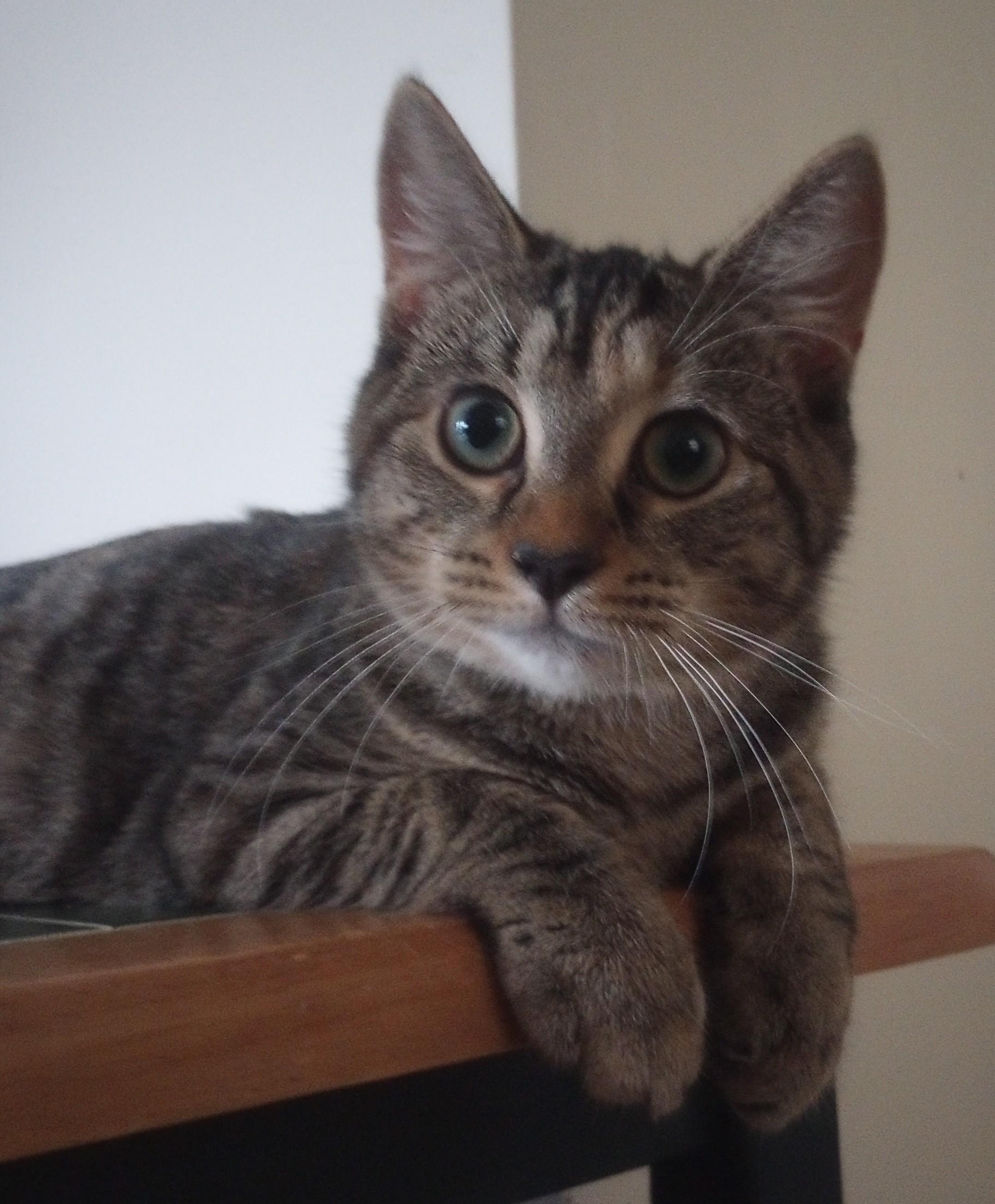 Enlarge Lady Bug, a Adopted Domestic Short Hair in Woodbridge, NJ image 4/4