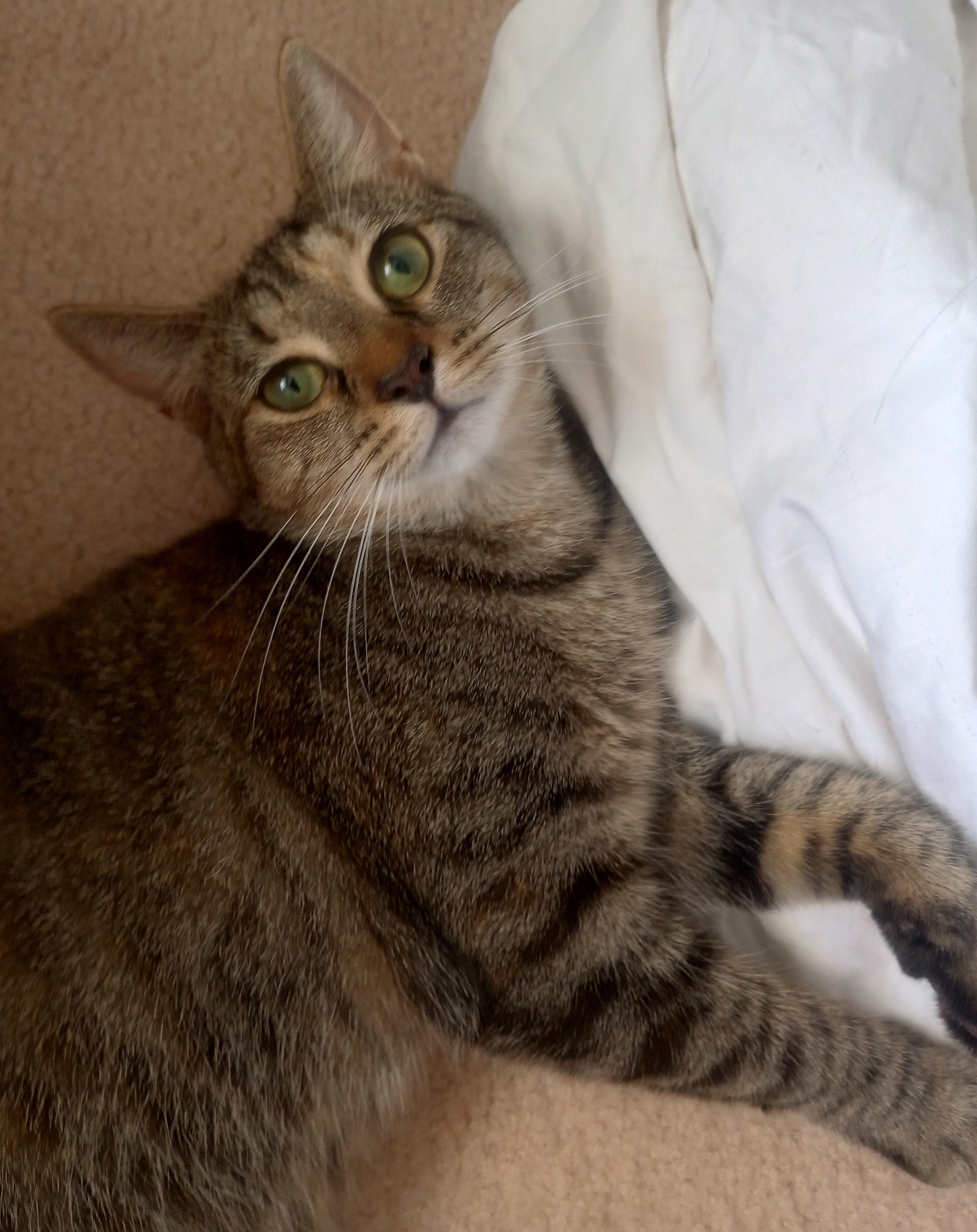 Enlarge Lady Bug, a Adopted Domestic Short Hair in Woodbridge, NJ image 3/4