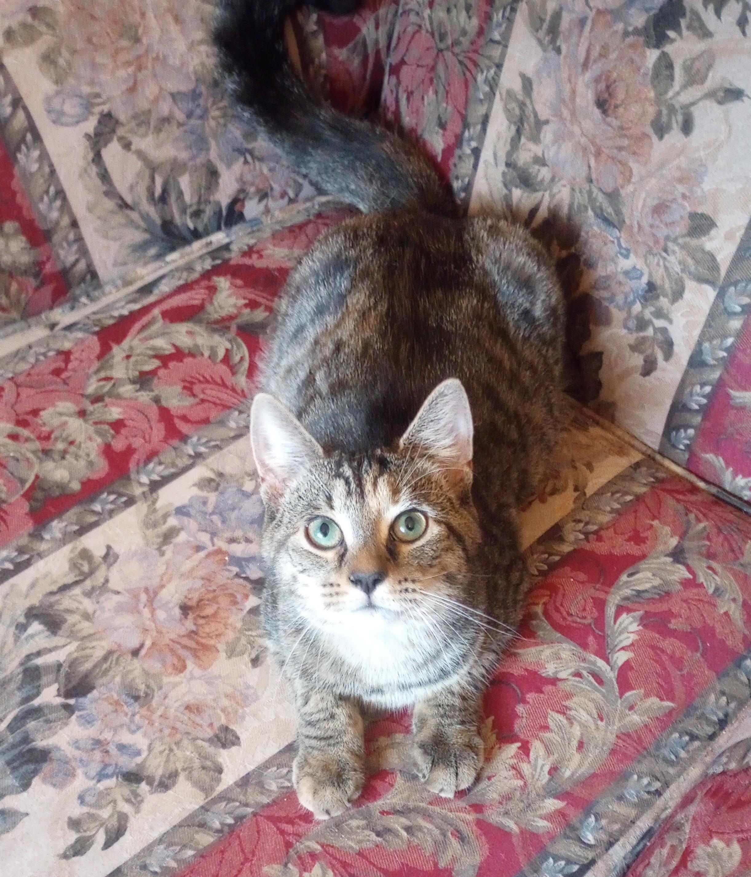 Enlarge Lady Bug, a Adopted Domestic Short Hair in Woodbridge, NJ image 2/4