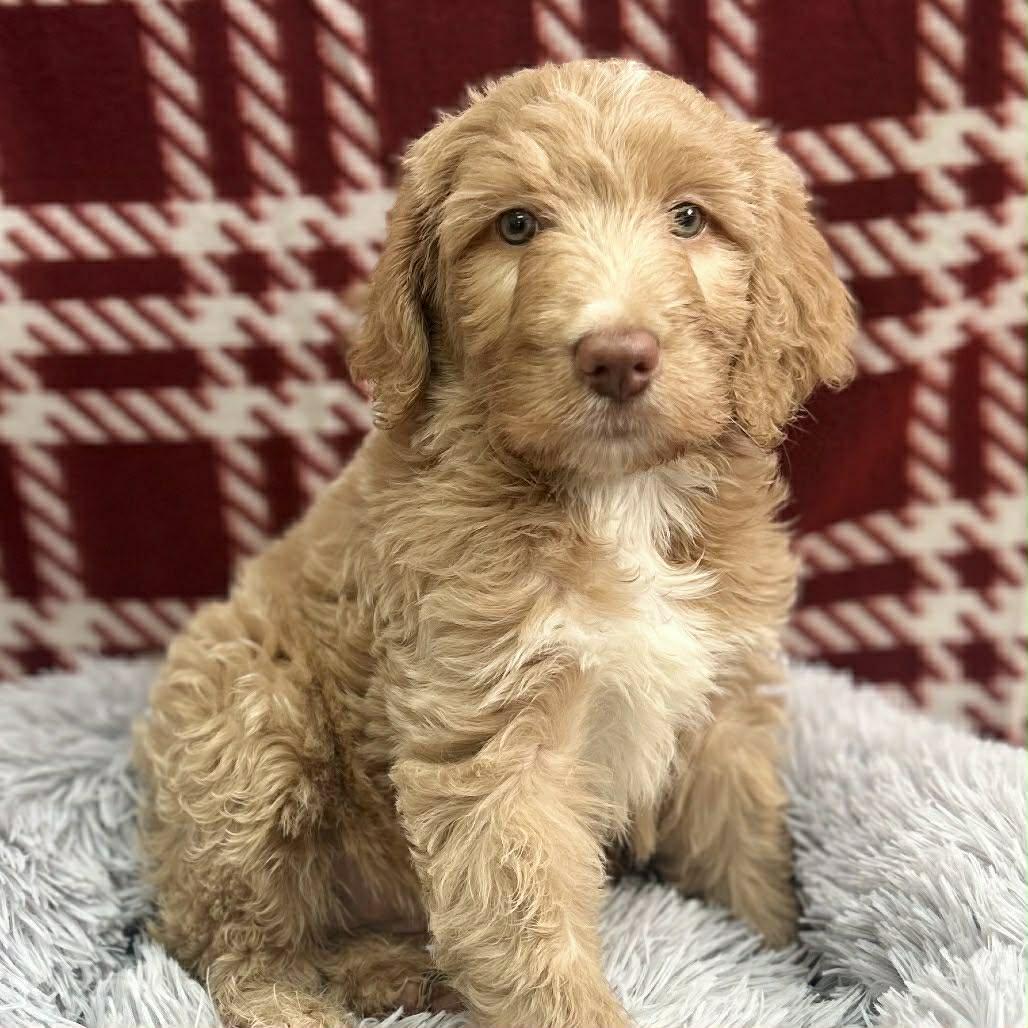 Enlarge Calliope, an adopted Goldendoodle in O Fallon, IL image 1/1
