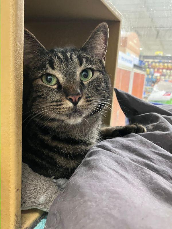 Enlarge Hope, a Adopted Domestic Short Hair in Las Vegas, NV image 2/2
