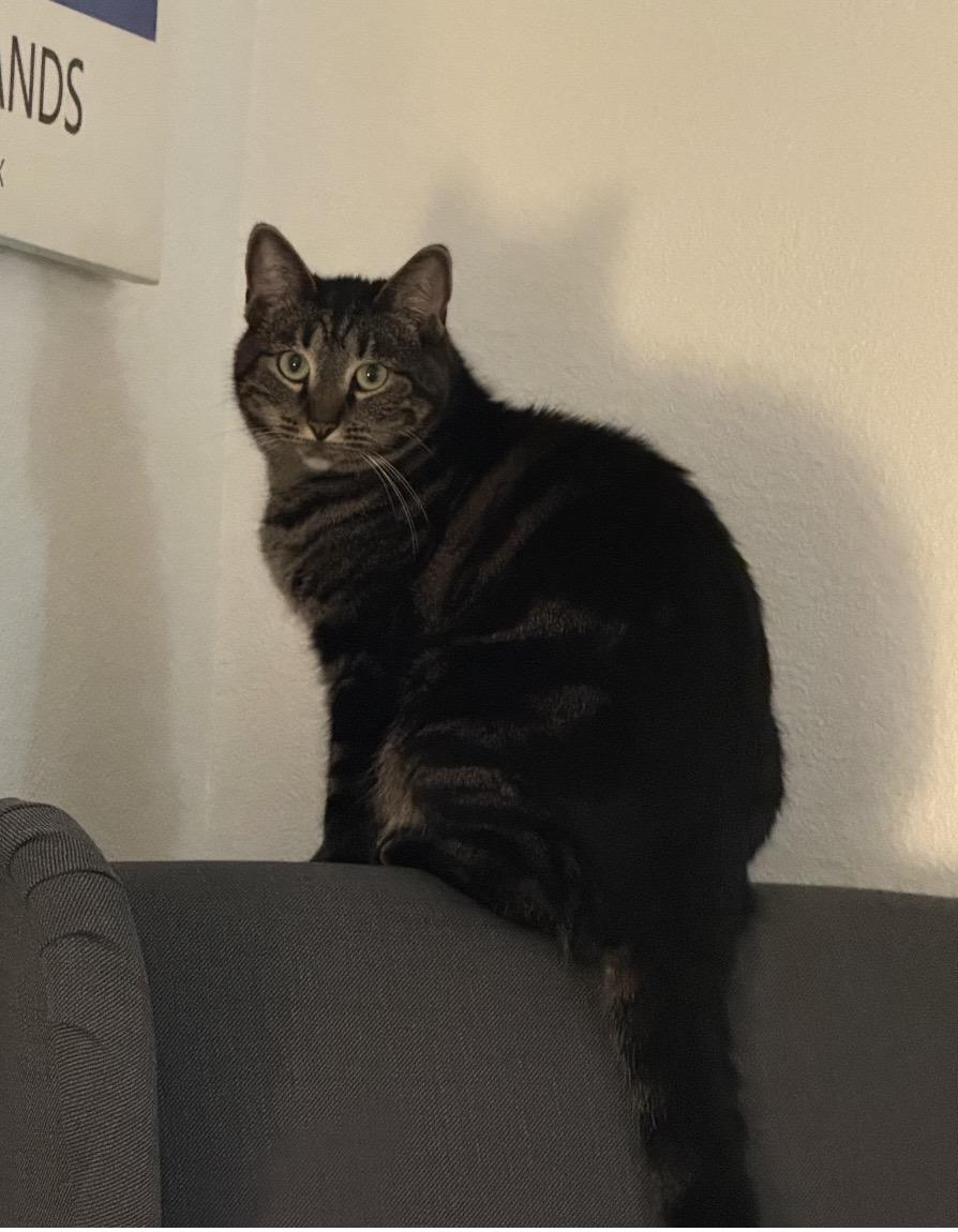 Hope, ADOPTABLE, Young Female Domestic Short Hair.
