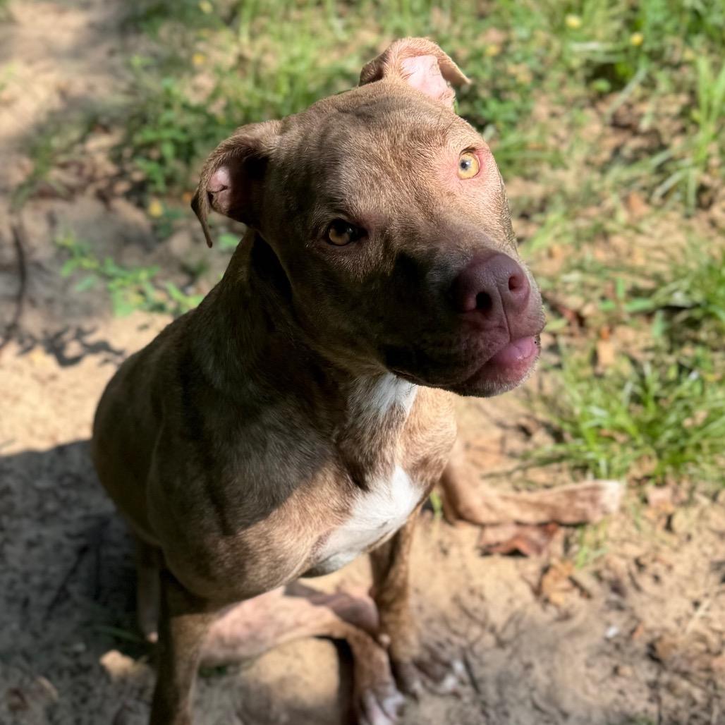 Bambi, Adoptable, Young Female Mixed Breed.