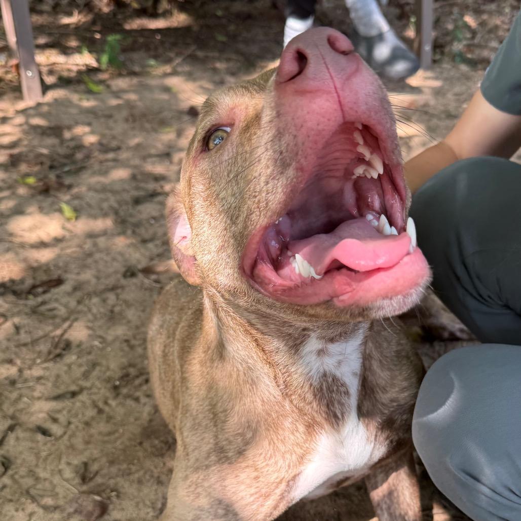 Bambi, a Adoptable Mixed Breed in Pensacola, FL image 4/6