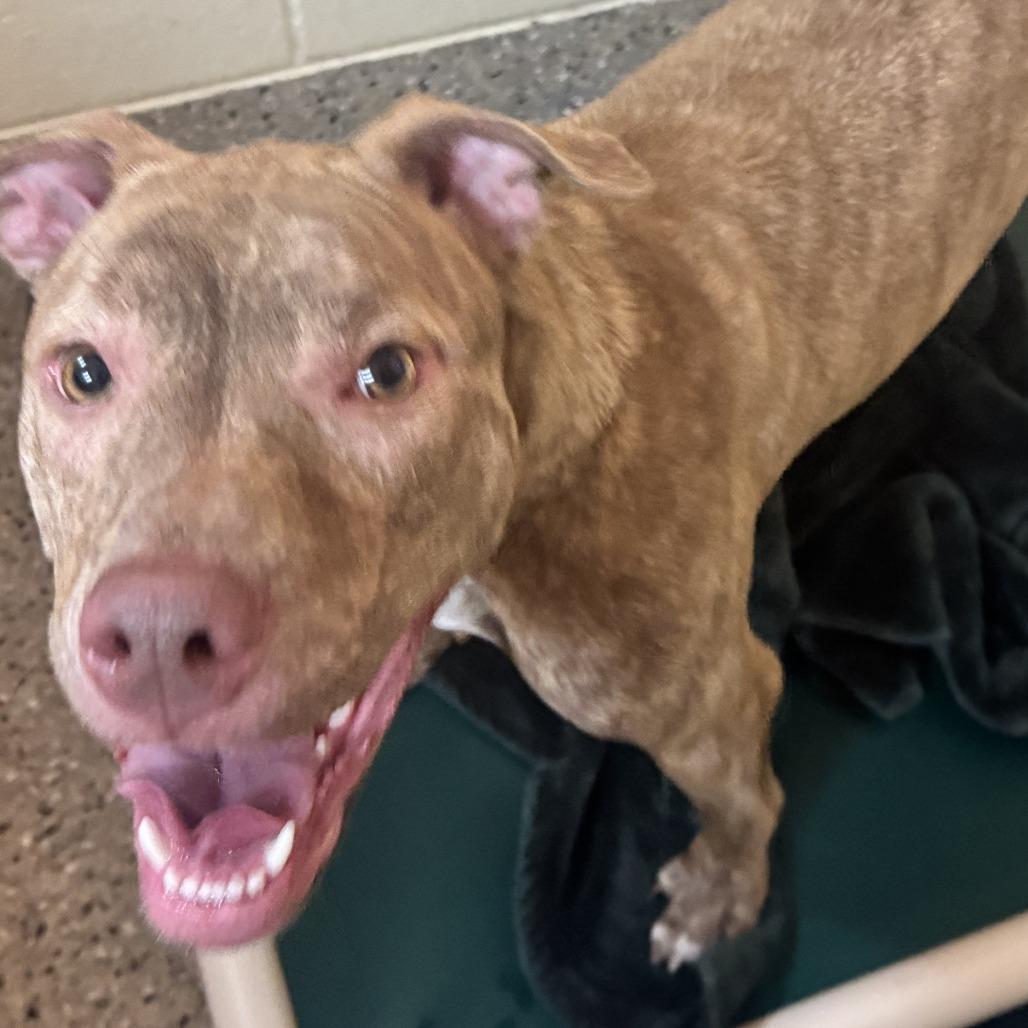 Bambi, a Adoptable Mixed Breed in Pensacola, FL image 5/6