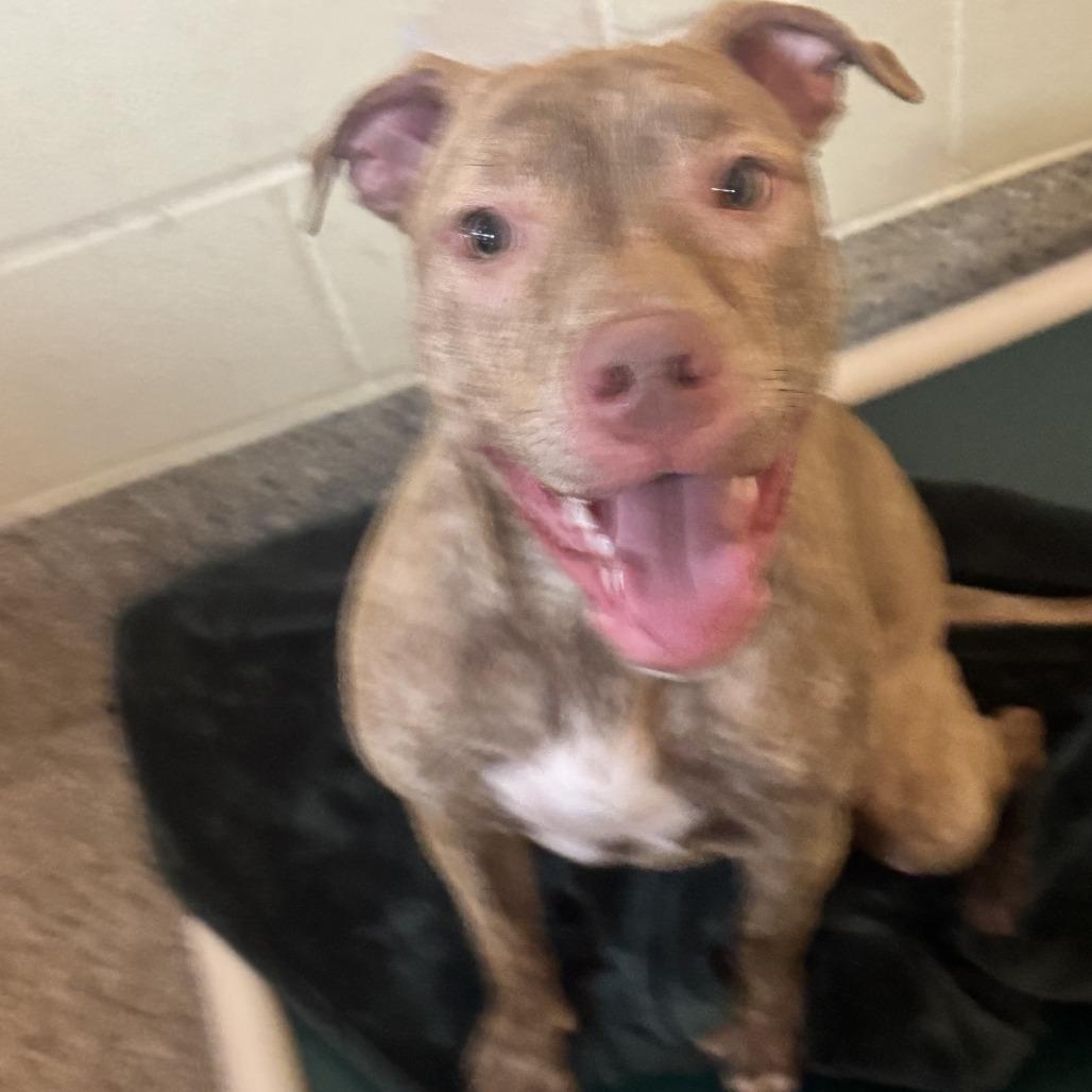 Bambi, a Adoptable Mixed Breed in Pensacola, FL image 6/6