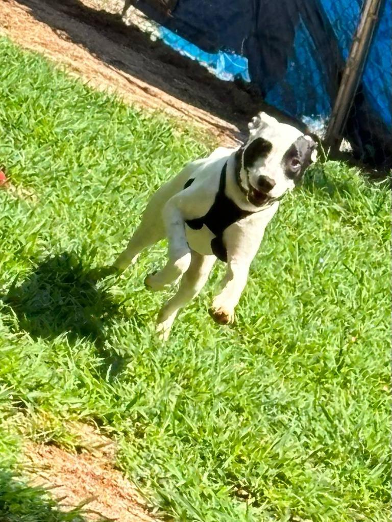 Spot, a Adoptable Terrier in Rutherfordton, NC image 1/5