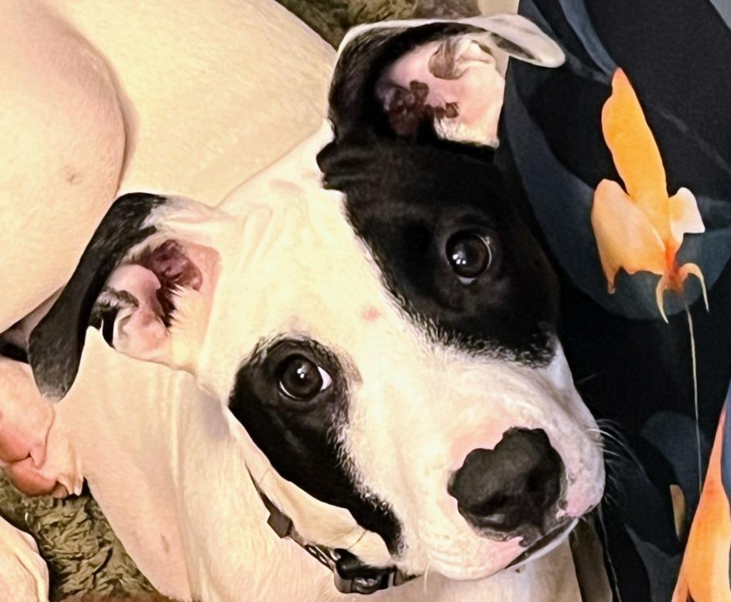 Spot, a Adoptable Terrier in Rutherfordton, NC image 2/5