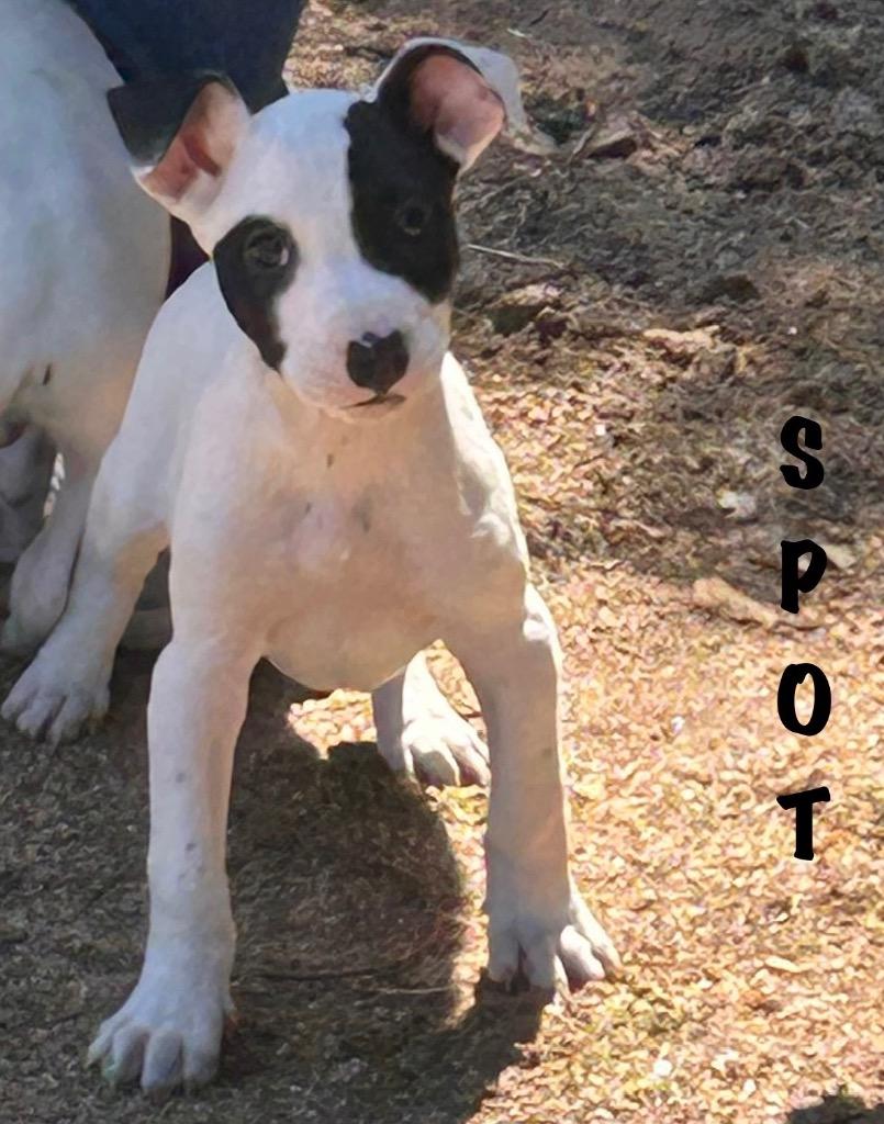Spot, a Adoptable Terrier in Rutherfordton, NC image 3/5
