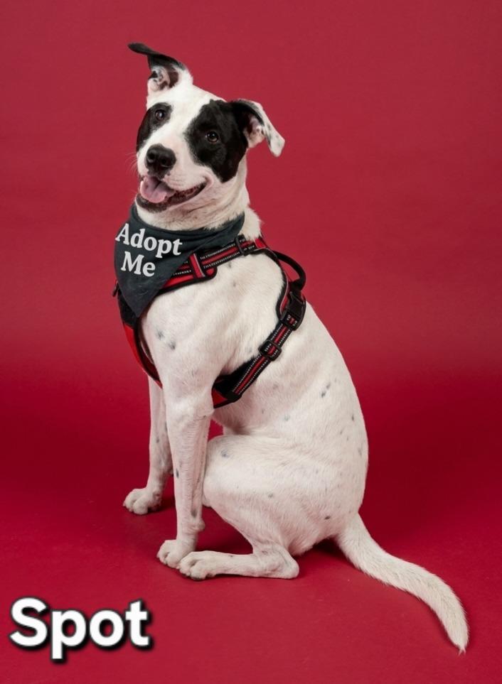 Spot, a Adoptable Terrier in Rutherfordton, NC image 4/5