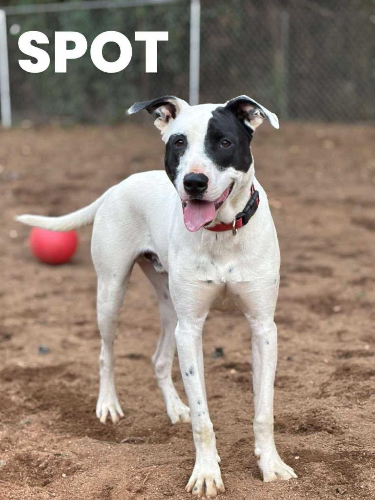 Spot, a Adoptable Terrier in Rutherfordton, NC image 5/5