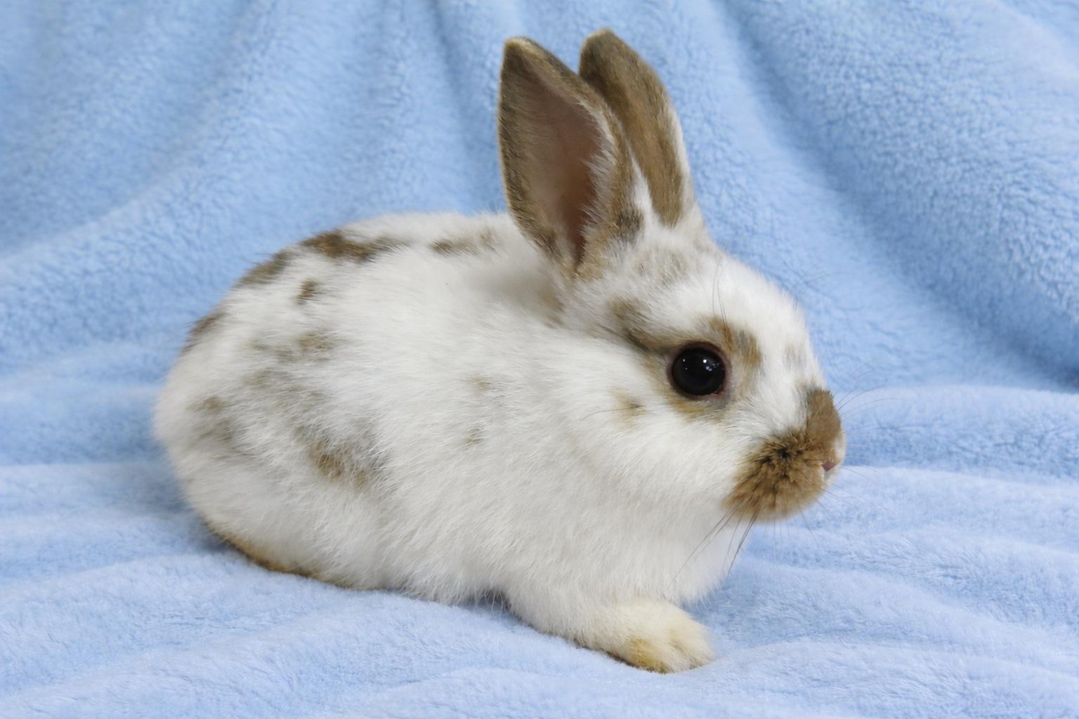 Enlarge Sprout, a Adoptable Dwarf in Marshfield, WI image 1/2