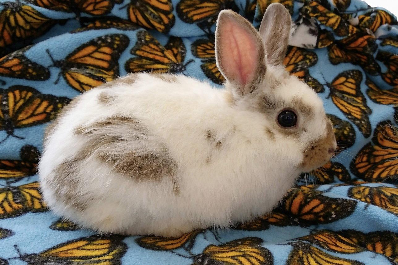 Enlarge Sprout, a Adoptable Dwarf in Marshfield, WI image 2/2