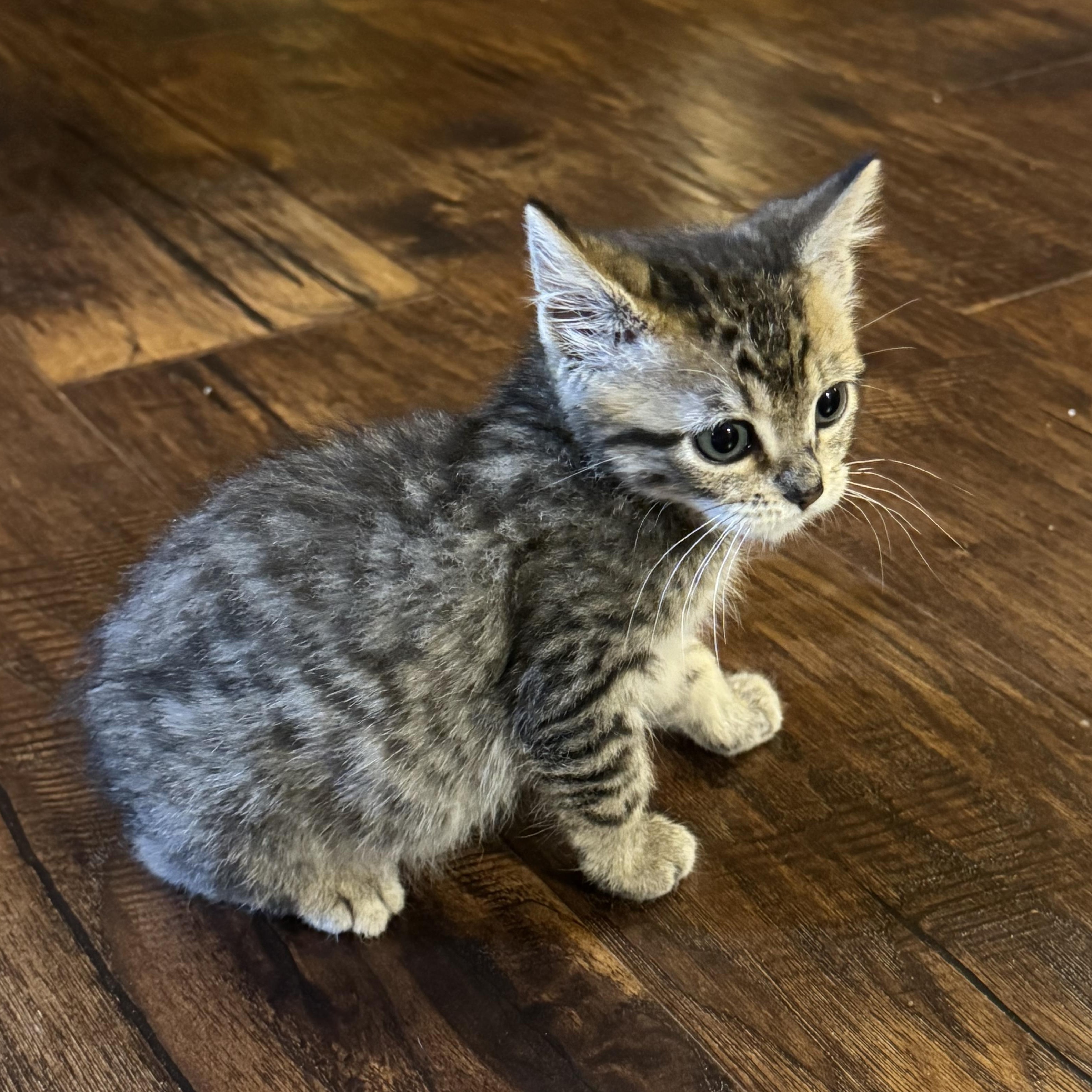 Enlarge Snap, a Adopted Tabby in Pasco, WA image 6/6