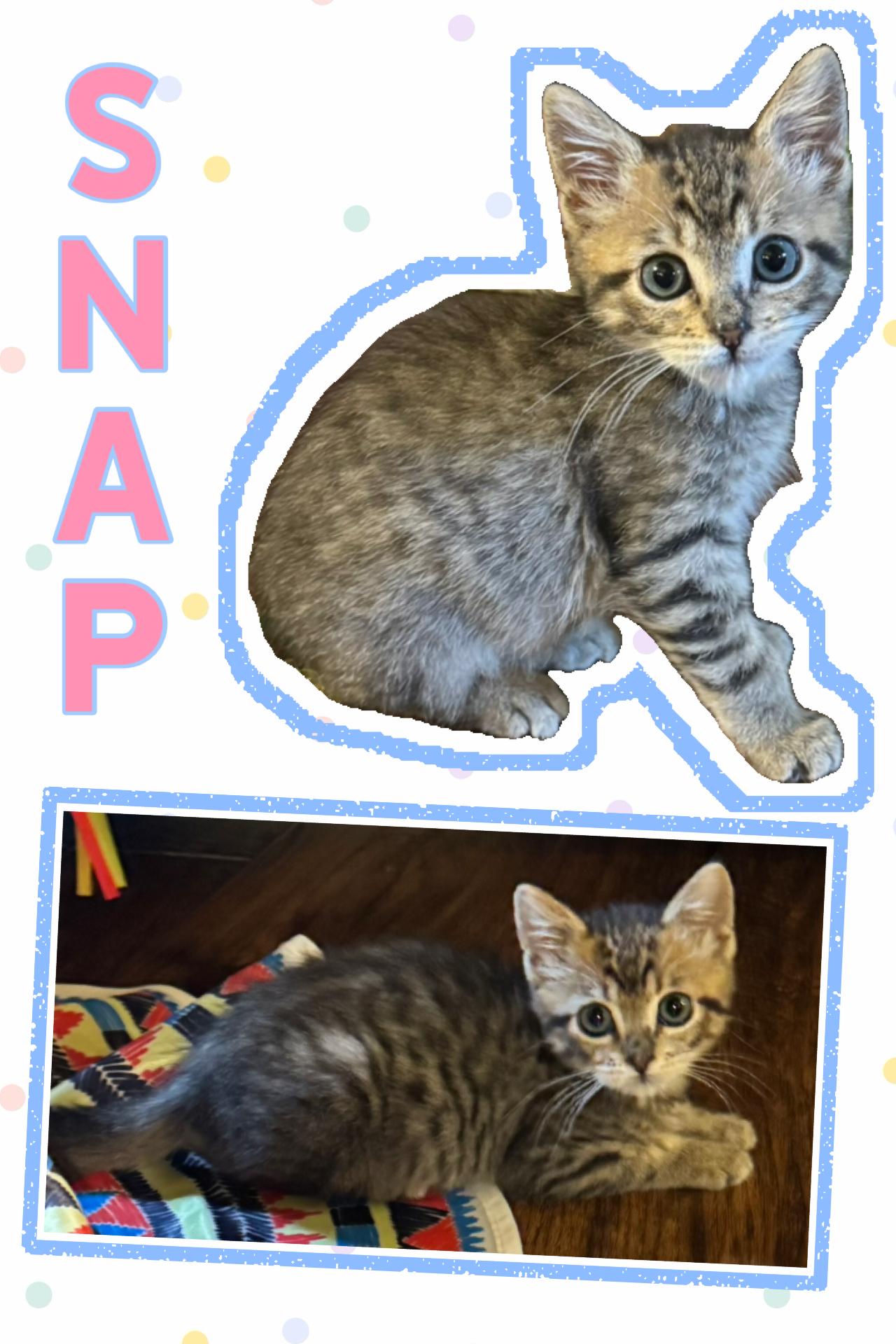 Enlarge Snap, a Adopted Tabby in Pasco, WA image 1/6