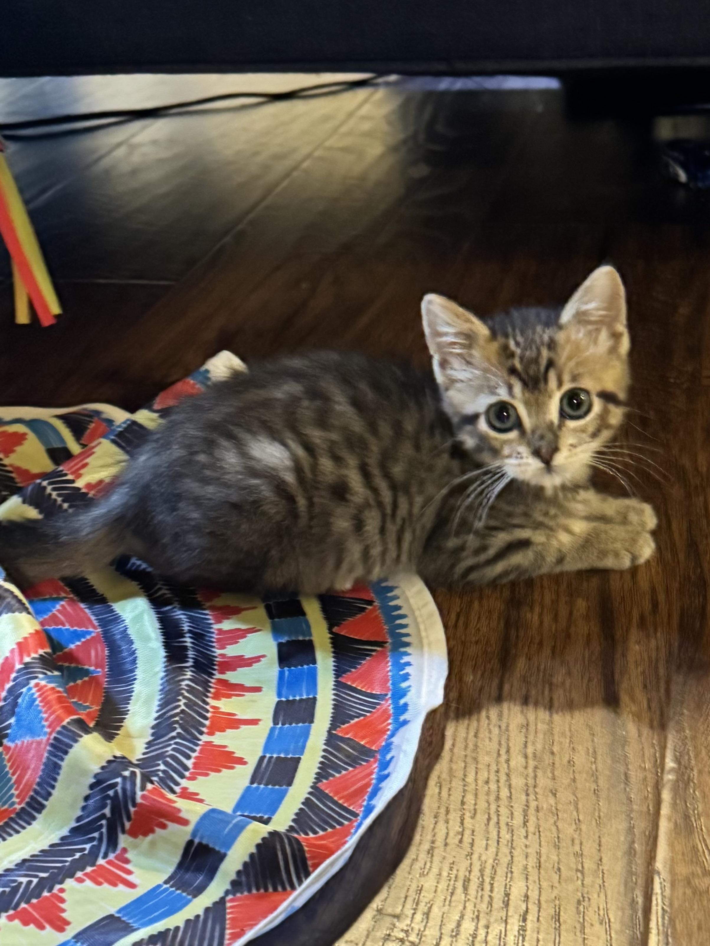 Enlarge Snap, a Adopted Tabby in Pasco, WA image 5/6