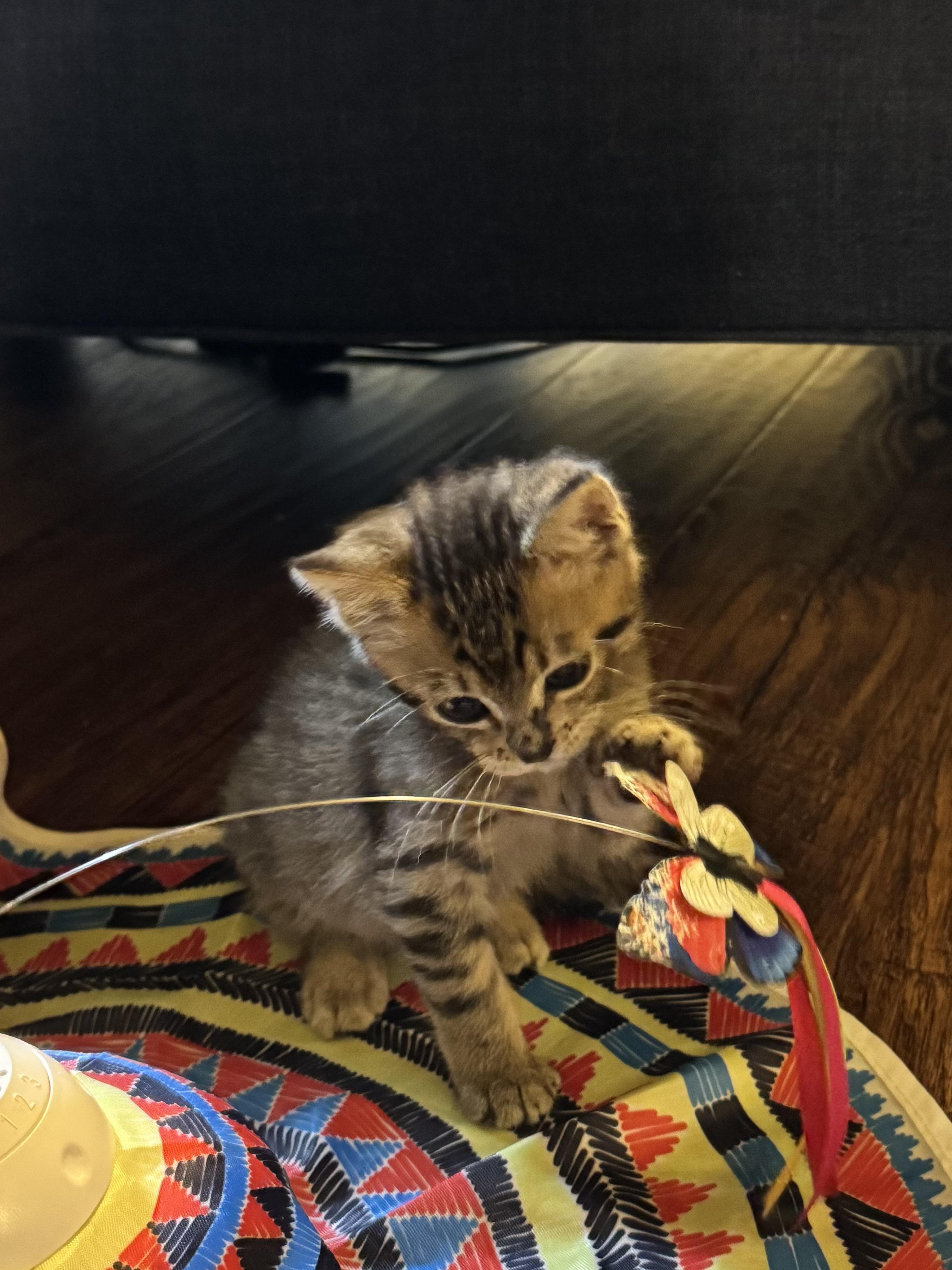 Enlarge Snap, a Adopted Tabby in Pasco, WA image 4/6