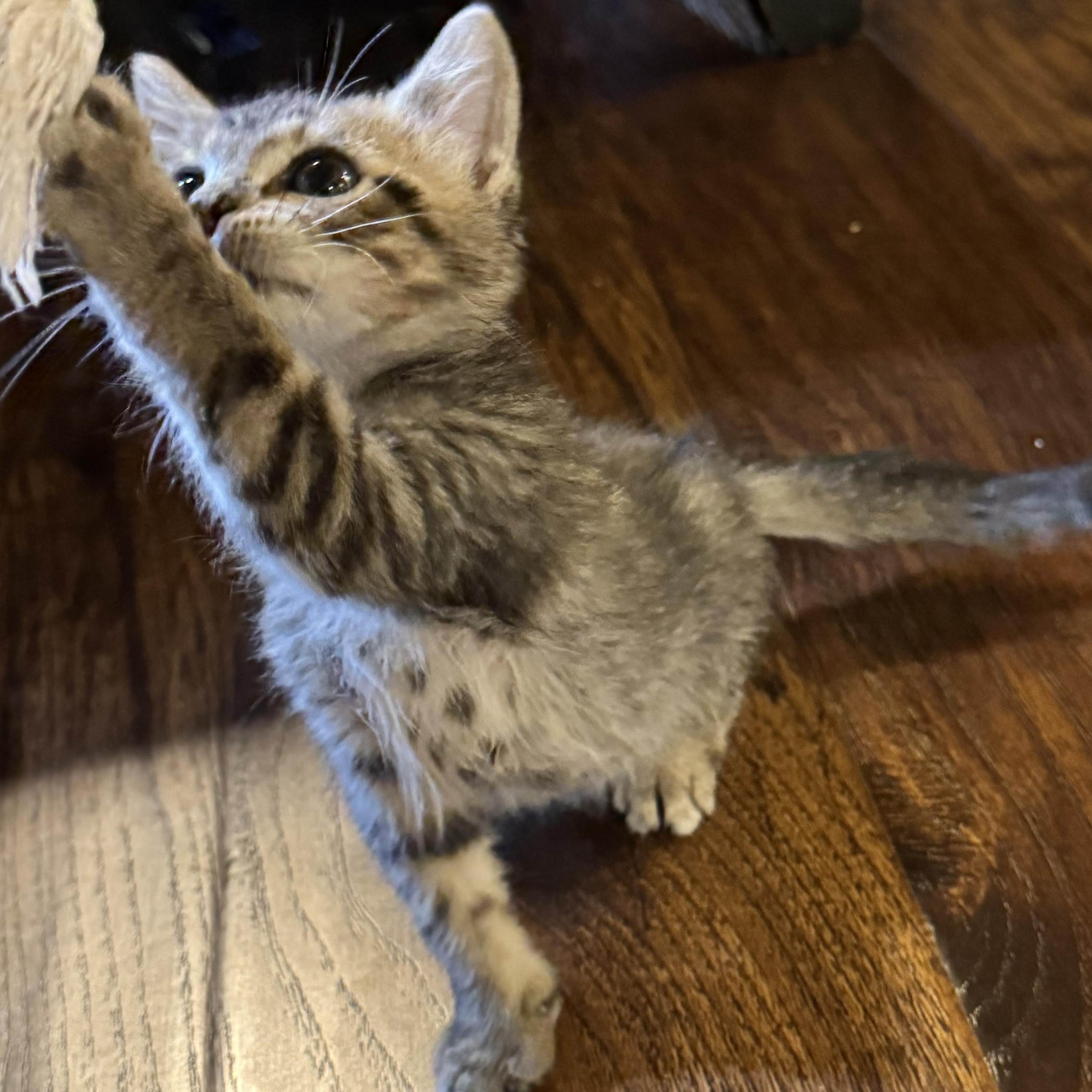 Enlarge Snap, a Adopted Tabby in Pasco, WA image 3/6