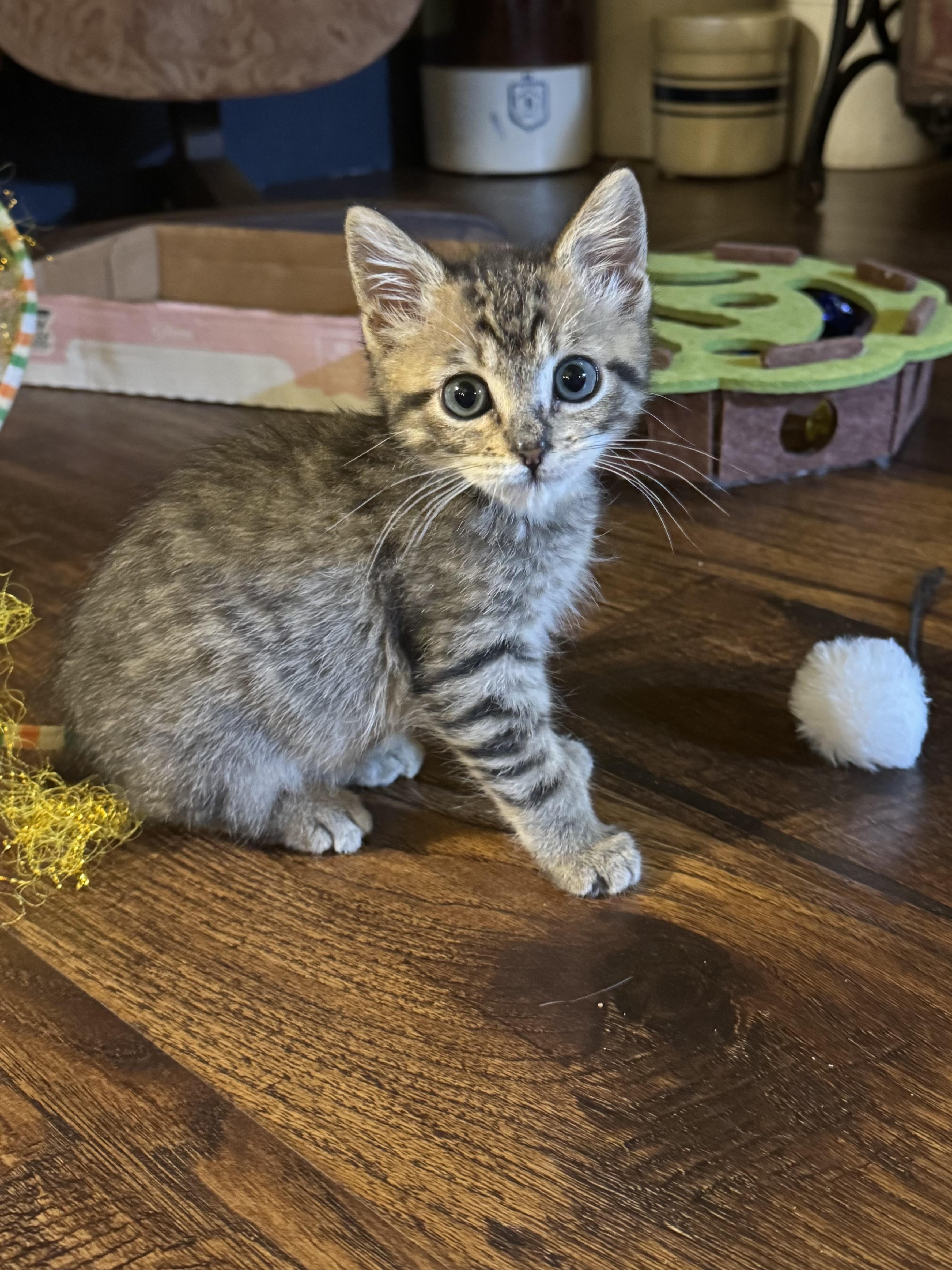 Enlarge Snap, a Adopted Tabby in Pasco, WA image 2/6