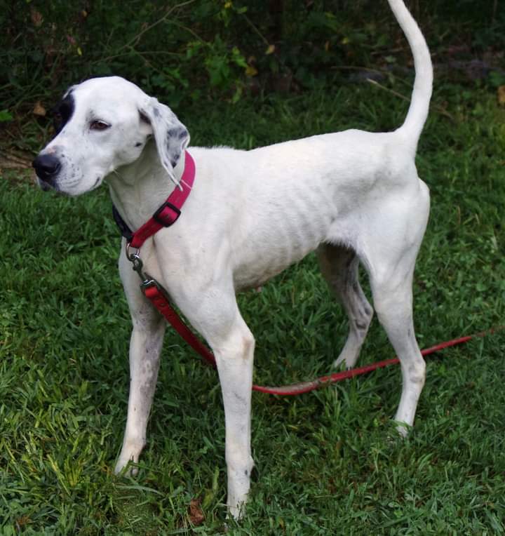 Daisy, a Adoptable Pointer in Huntley, IL image 5/6