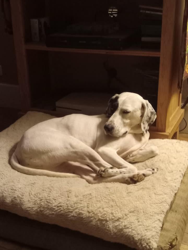 Daisy, a Adoptable Pointer in Huntley, IL image 6/6