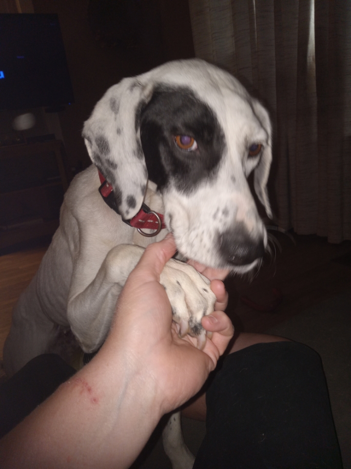 Daisy, a Adoptable Pointer in Huntley, IL image 1/6